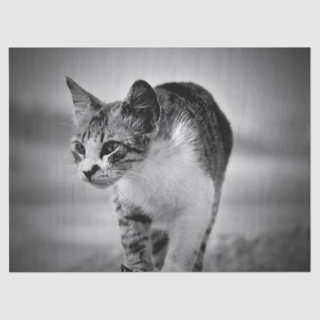 Seda papel de tejido del gato en búsqueda (Anverso)