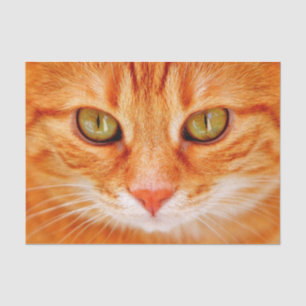 Seda papel de tejido facial del gato naranja