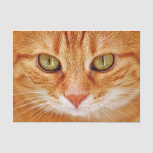Seda papel de tejido facial del gato naranja (Anverso)