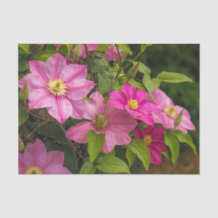 Seda Papel de tejido floral de Clematis rosa