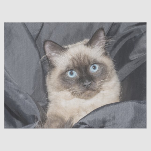 Seda Papel de tejido gatito siamés (Anverso)