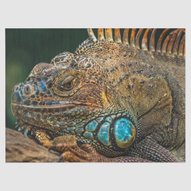 Seda papel de tejido lagarto reptil (Anverso)