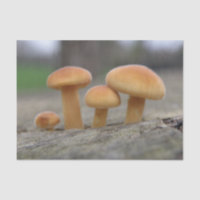 Papel de tejido macroscópico de pequeñas taburetes