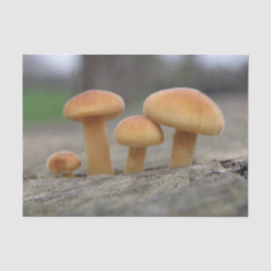 Seda Papel de tejido macroscópico de pequeñas taburetes