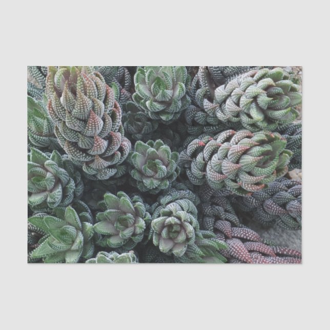 Seda Papel de tejidos Cactus (Anverso)