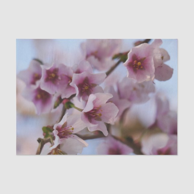 Seda Papel de tejidos con flores de cerezo rosa (Anverso)