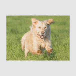 Seda Papel de tejidos con imagen de Golden Retrieve en