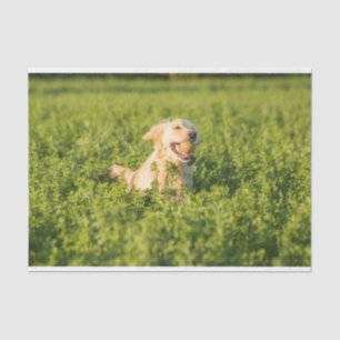 Seda Papel de tejidos con imagen de Golden Retriever