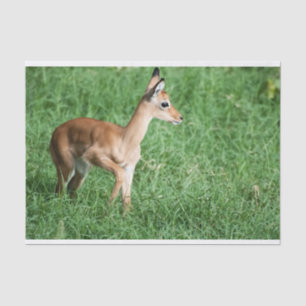 Seda Papel de tejidos con la imagen del bebé Impala