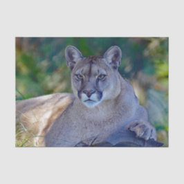 Seda Papel de tejidos Cougar 2