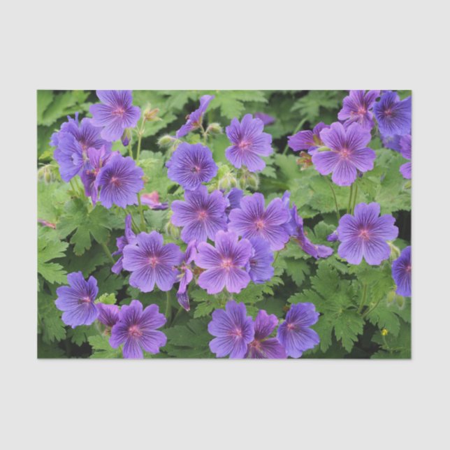 Seda Papel de tejidos Cranesbill Geranium (Anverso)