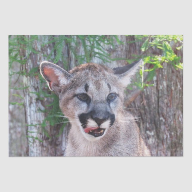 Seda Papel de tejidos Cubo Cougar / Papel de descomposi (Anverso)