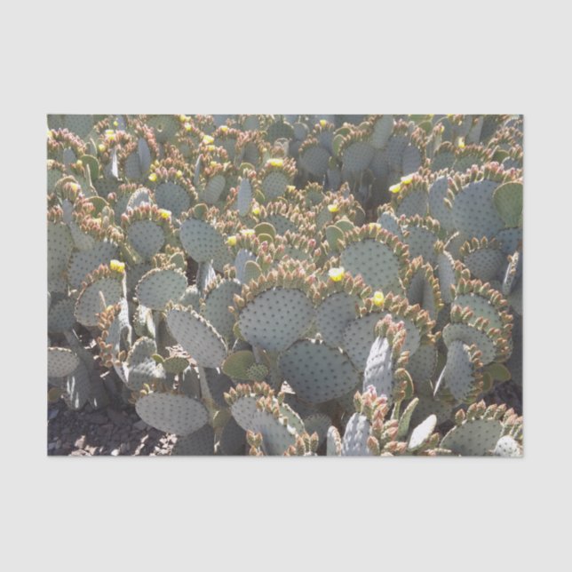 Seda Papel de tejidos de Cacti (Anverso)