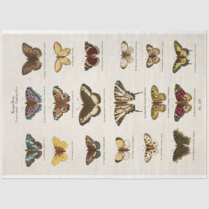 Seda Papel de tejidos de descomposición de mariposas vi