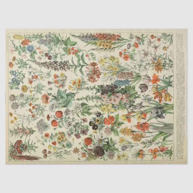 Seda Papel de tejidos de flores botánicas anuales franc (Anverso)