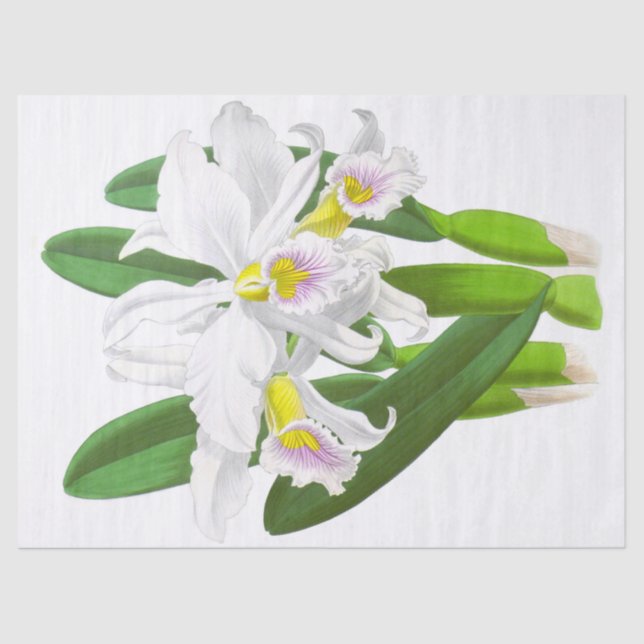 Seda Papel de tejidos de flores de orquídea blanca vint (Anverso)