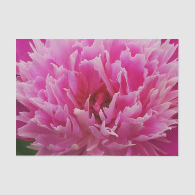 Seda Papel de tejidos de flores de Peón rosa (Anverso)