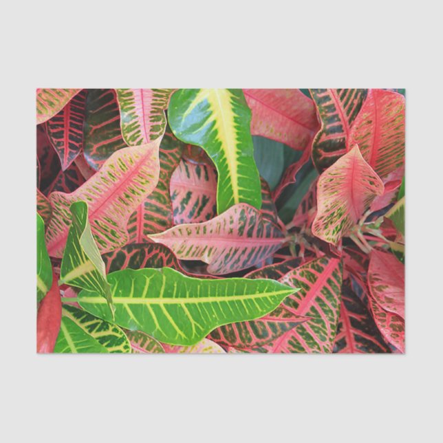 Seda Papel de tejidos de hojas (Anverso)