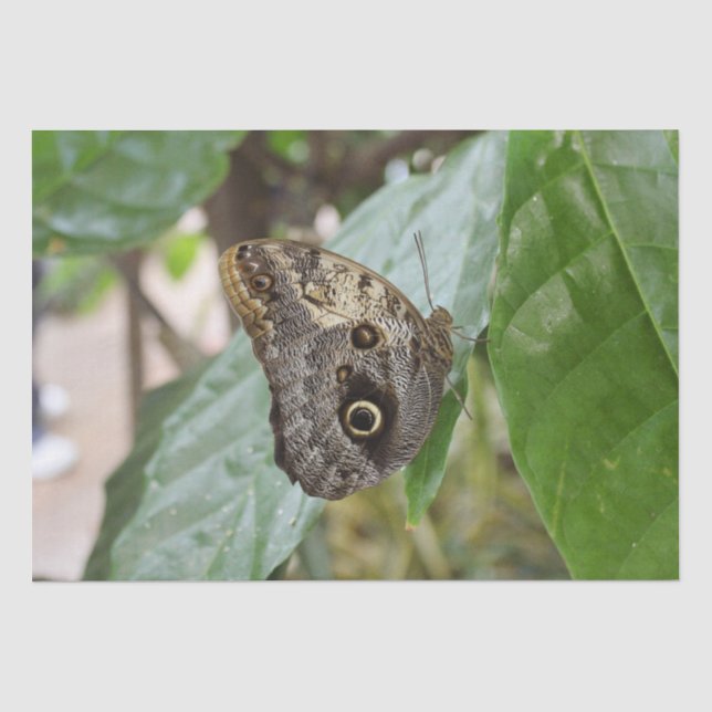 Seda Papel de tejidos de mariposa (Anverso)