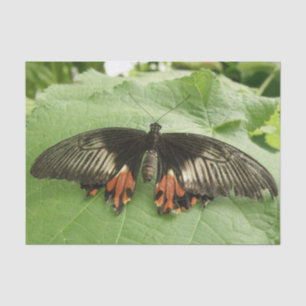 Seda Papel de tejidos de mariposa negro y dorado de col