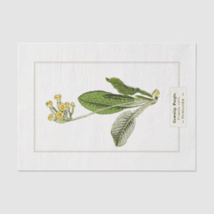 Seda Papel de tejidos del Ilustracion botánico Primrose