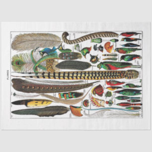 Seda Papel de tejidos en el diccionario francés - Pluma