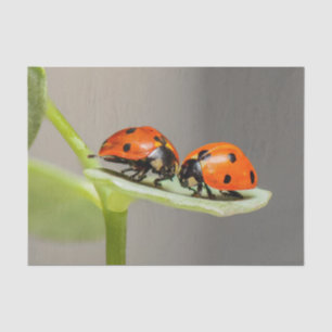 Seda Papel de tejidos Lady Bugs