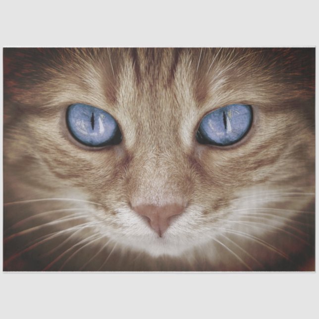 Seda Papel de tono de cara y descomposición del gato (Anverso)