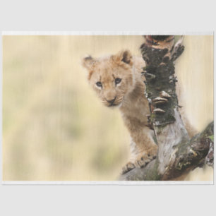 Seda Papel de tono de deshielo de Cub de león