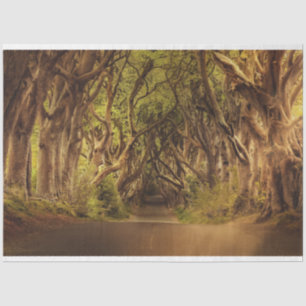 Seda Papel de tono de deshielo Fantasy Forest Gothic 20