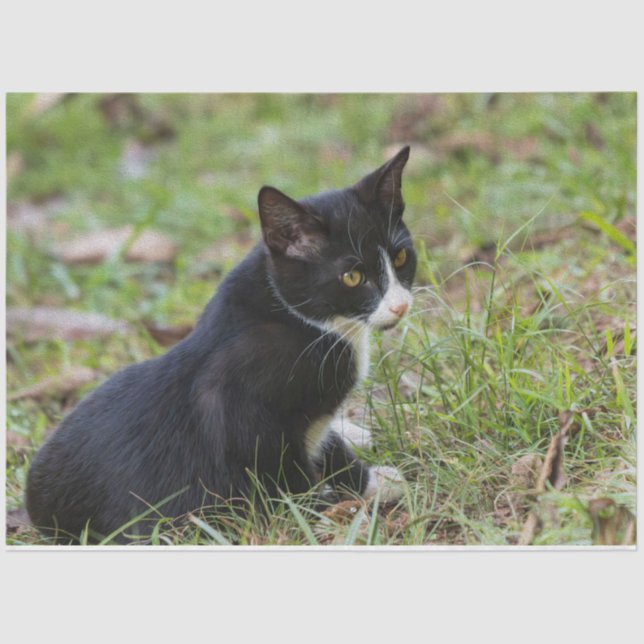 Seda Papel de tono de gato (Anverso)