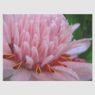 Seda Papel de tono de jengibre rosa