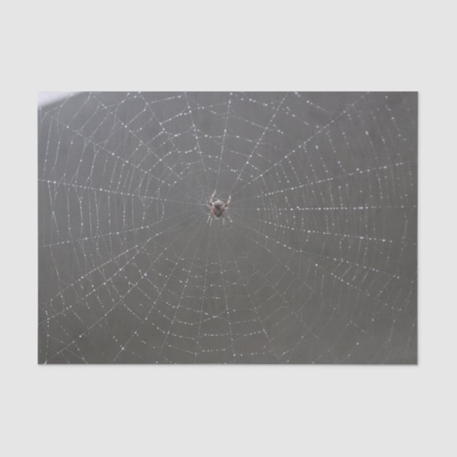 Seda Papel de tono web Spider (Anverso)
