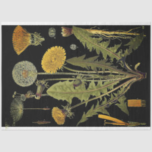 Seda Papel decorativo de mobiliario negro dandilion