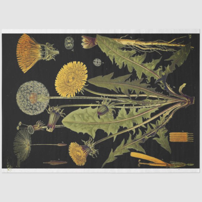 Seda Papel decorativo de mobiliario negro dandilion (Anverso)