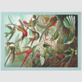 Seda Papel del tejido de descomposición de Hummingbirds