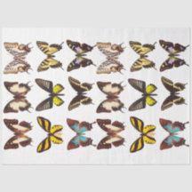 Papel del tejido de la colección de mariposas amar