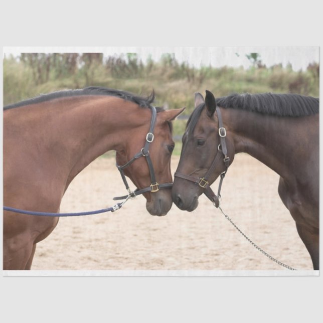 Seda papel higiénico de amor de caballo (Anverso)