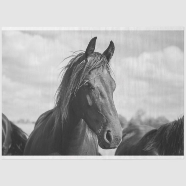 Seda papel higiénico de cabeza de caballo (Anverso)