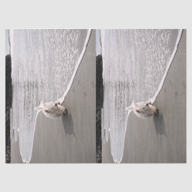 Seda Papel higiénico de fotos de la navegación (Anverso)