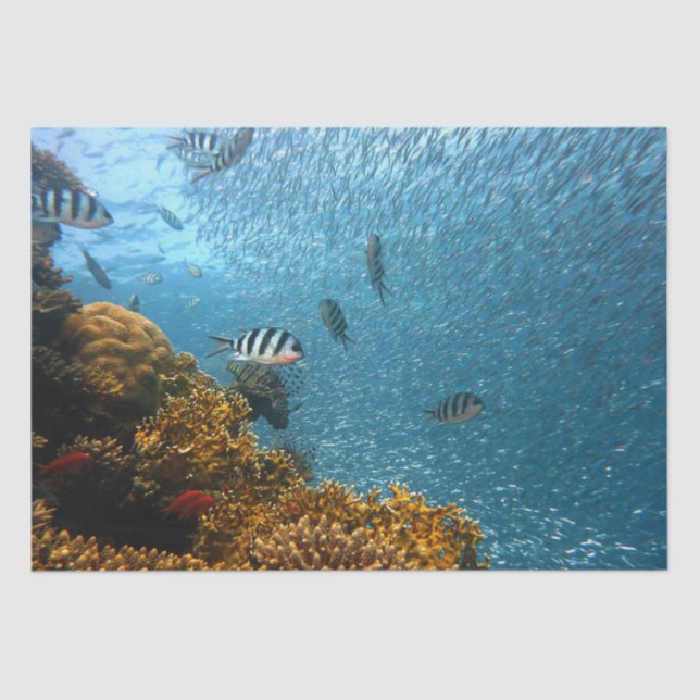 Seda papel higiénico de la vida marina (Anverso)