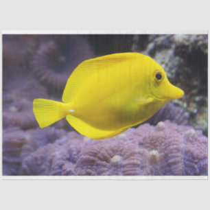 Seda papel higiénico de limón acuario