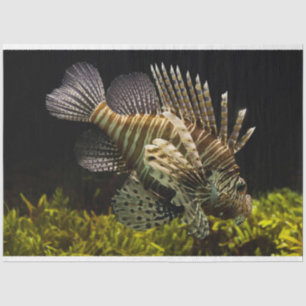 Seda papel higiénico de lionfish