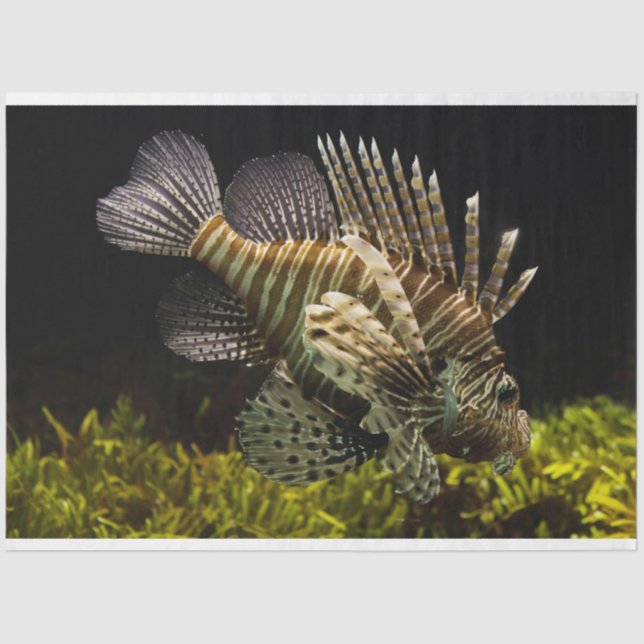 Seda papel higiénico de lionfish (Anverso)