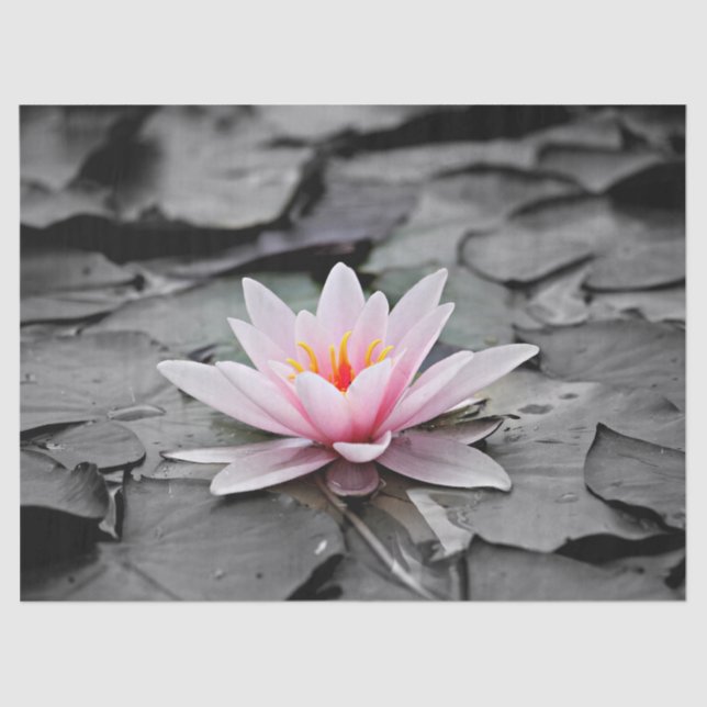 Seda papel higiénico de lirio de agua (Anverso)