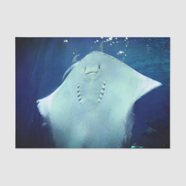 Seda Papel para el tapete de regalo de Sting Ray sonrie (Anverso)