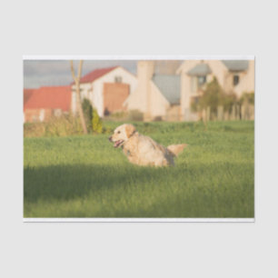 Seda Papel tapón con imagen de Golden Retrieve Running