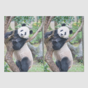 Seda Papel Tejido Gigante Panda / Papel de descomposici
