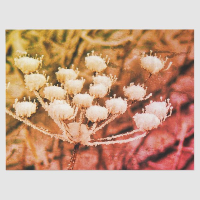 Seda Papel Tejido + Papel de descomposición - Primer co (Anverso)