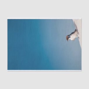Seda Papel tisular con imagen de golondrina contra azul